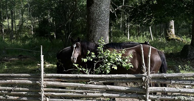 duvemåla-natur